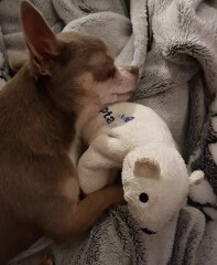 To ask you to tel me all the shit things about having a dog?