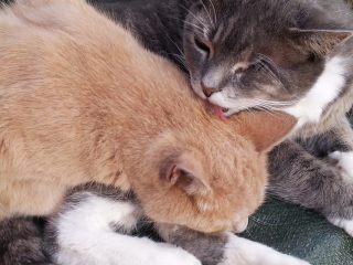 Why do my “bonded” cats seem to hate each other?