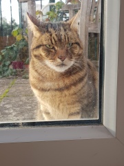 Thug cat part 4.  After all, it's not my Axminster.