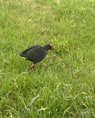 Frugal the flip to make the festivities fun