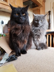 Show off your rescues!
