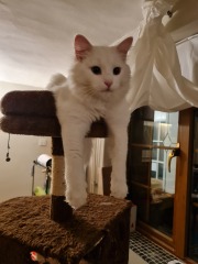Show off your rescues!