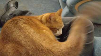 Hundreds of cats, thousands of cats, millions and billions and trillions of cats