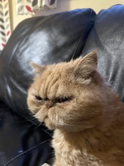 To take my cat for a coffee!