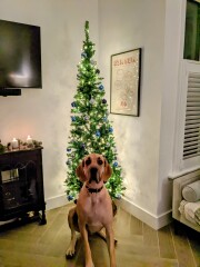 Show me your Christmas tree / decorations please. In need of inspiration