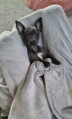 To ask you to tel me all the shit things about having a dog?