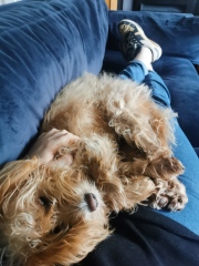 LABRADOODLEs
