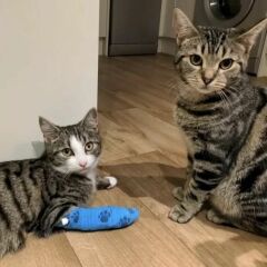 Dealing with the loss of a kitten