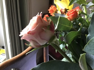 Rose ID