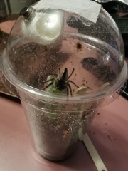 I have pet Spiders. AMA. 