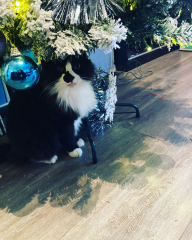 To take my cat for a coffee!