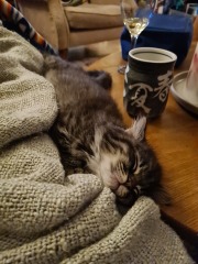 Please help - kitten won't stop chasing the dogs