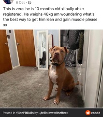Neighbour’s XL Bully
