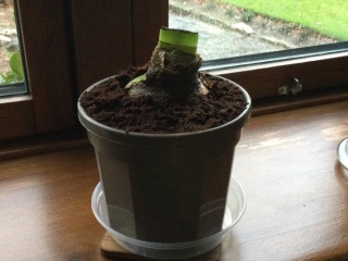 Who'd like an Amaryllis (Hippeastrum) thread?