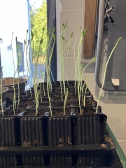 Sweet pea seeds grown too tall! Help! (With photos)