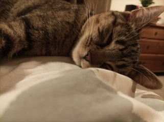 Kitten will only sleep on me...