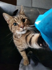 Thug cat part 4.  After all, it's not my Axminster.