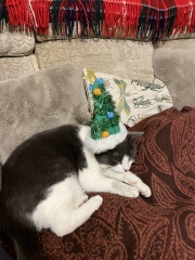 Cat versus Christmas tree - any pics? (lighthearted)
