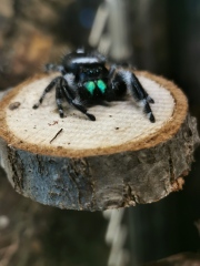 I have pet Spiders. AMA. 