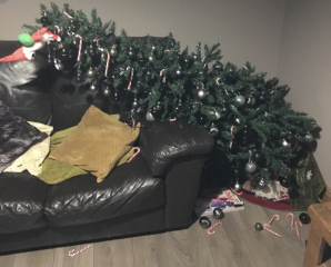 Cat versus Christmas tree - any pics? (lighthearted)