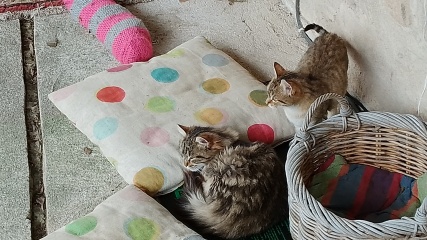 Show off your rescues!