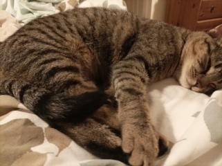 Kitten will only sleep on me...