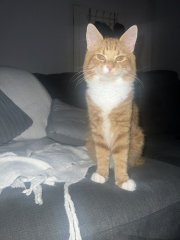 How to tell what the gender is of a cat