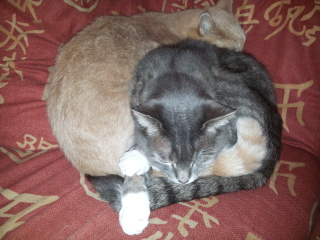 Why do my “bonded” cats seem to hate each other?