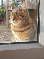 Thug cat part 4.  After all, it's not my Axminster.
