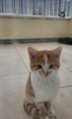 My 3 Month old kitten won't play with her toys