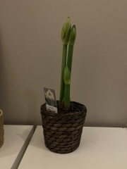 Who'd like an Amaryllis (Hippeastrum) thread?