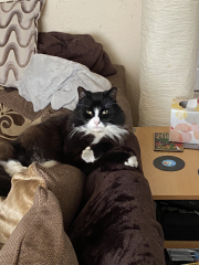 Moggie crosses