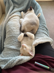 Hundreds of cats, thousands of cats, millions and billions and trillions of cats