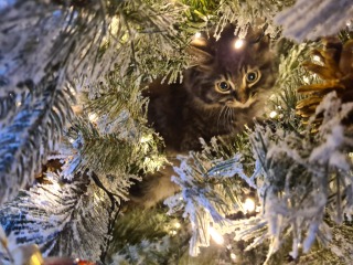 Cat versus Christmas tree - any pics? (lighthearted)