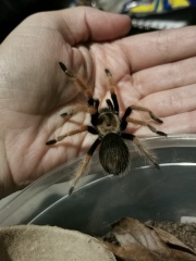 Did anyone get that big £30 spider skeleton from Asda? 