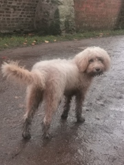 LABRADOODLEs