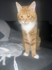 How to tell what the gender is of a cat