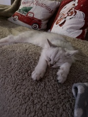 chinchilla persian cat - advice