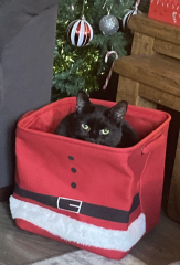 Cat versus Christmas tree - any pics? (lighthearted)