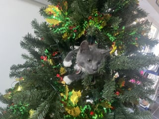 How to get kitten out of bloody Xmas tree