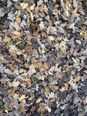 Come chat hiking with me!