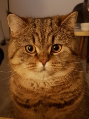 Hundreds of cats, thousands of cats, millions and billions and trillions of cats
