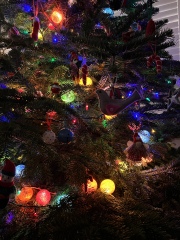 What colour lights do you have on your tree?