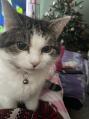 Hundreds of cats, thousands of cats, millions and billions and trillions of cats