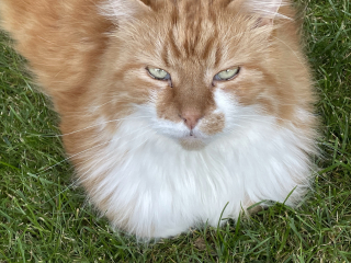 Moggie crosses