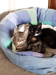 Show off your rescues!