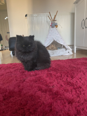 chinchilla persian cat - advice