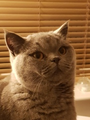 Hundreds of cats, thousands of cats, millions and billions and trillions of cats