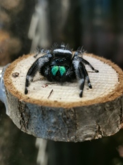 I have pet Spiders. AMA. 