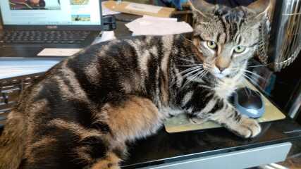 Hundreds of cats, thousands of cats, millions and billions and trillions of cats